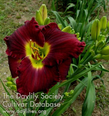 Daylily Mary Claiborne Davis